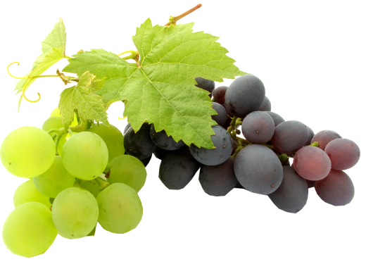 Оборудование приемки и переработки винограда